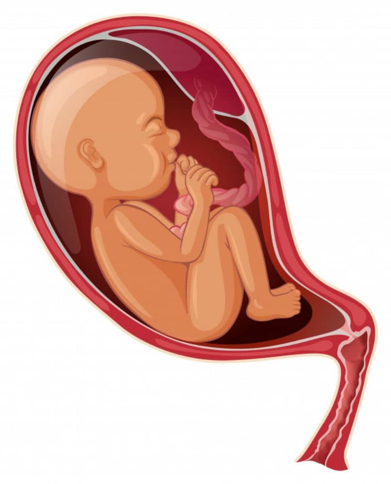etapas del desarrollo embrionario
