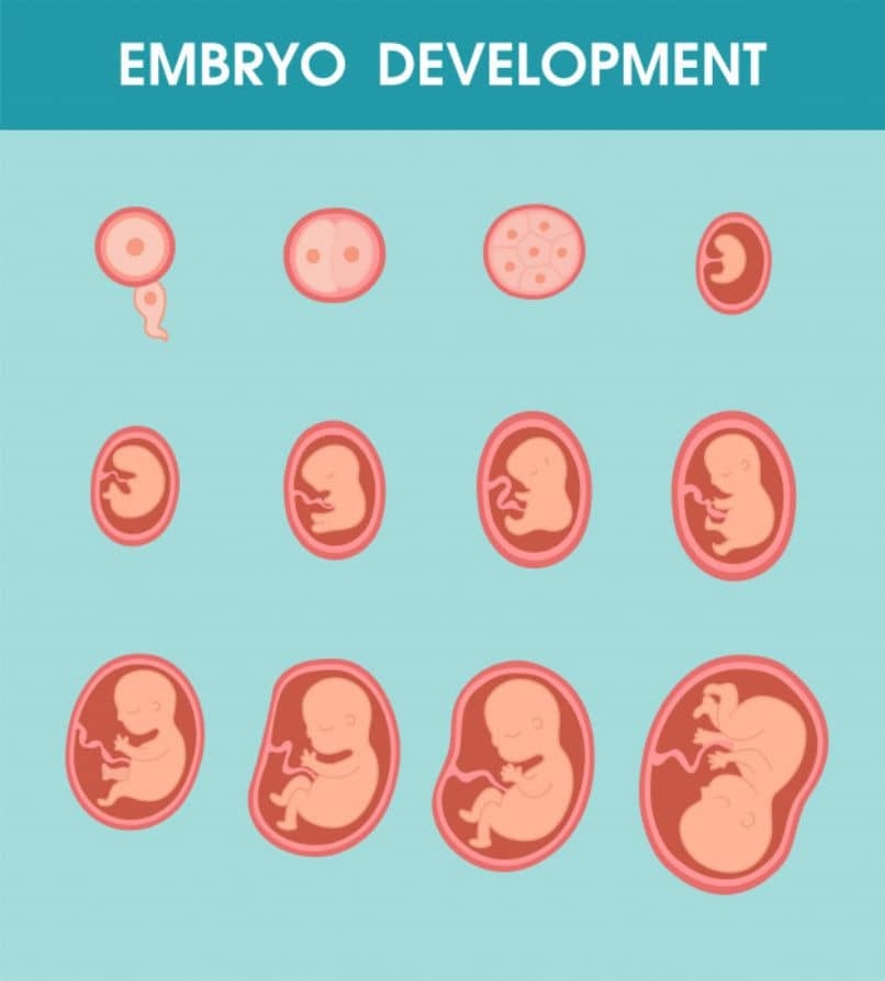 etapa de desarrollo embrionario